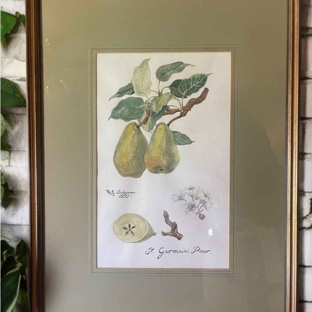 Signed by Artist St. Germain Pear Illustration